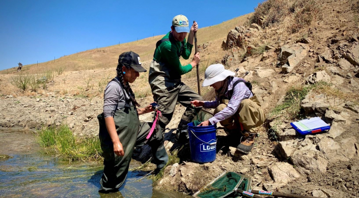 Sequoia technical specialists Brett, Liz, and Julie performing CA tiger salamander and CA red-legged frog sampling on a pond for a potential conservation easement on private property in Hollister.