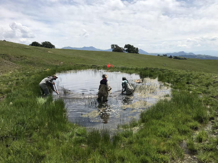Sequoia's Principal, Brett Hanshew, leading sampling efforts for CA red-legged frog with Project Manager Margaret Finch and herpetologist Liz Lopez.