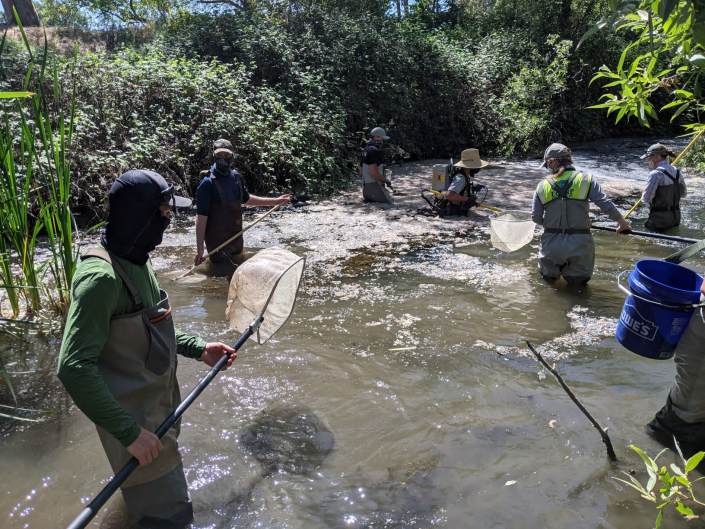 Sequoia Principal, Brett Hanshew, and staff biologists leading a fish rescue on the Llagas River for Valley Water District during a flood protection project.