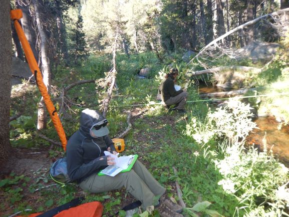 Sequoia staff biologists looking chilly while conducting botanical surveys along transects in the Sierras.
