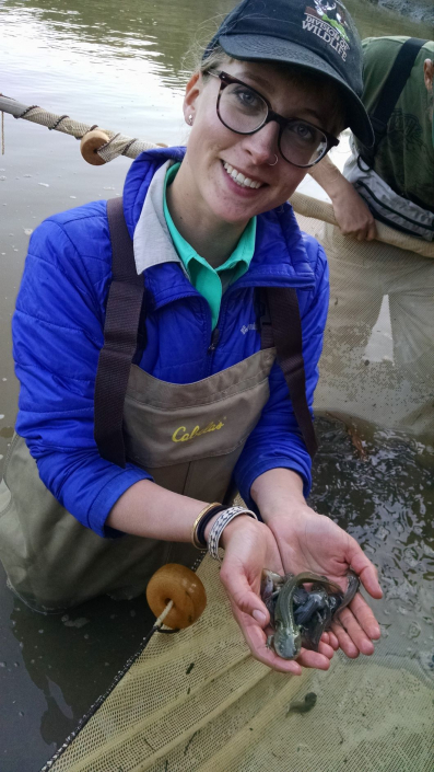 Sequoia Project Manager Margaret Finch collecting CA tiger salamanders at a mitigation bank in Santa Clara County.