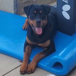 bella office dog 250 x 250